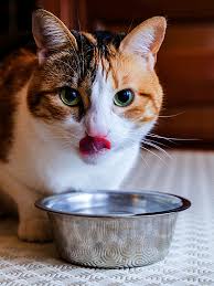Prescription cat foods are designed to provide nutritional support for cats with certain health problems. Do Prescription Cat Food Diets Really Work Catster