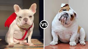 Where a bulldog or an english bulldog is larger in size, a french bulldog is the smallest in this breed. French Bulldog Vs English Bulldog Youtube