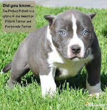 pocket pitbull dog breed health grooming feeding puppies and temperament petguide pocket pitbull pitbull terrier pitbull dog breed