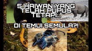 Kadaran pengguna untuk haiwan pupus: 4 Haiwan Yang Telah Pupus Ditemui Semula Youtube