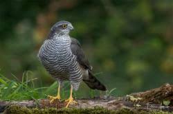 Gavilán Común (Accipiter nisus) - EcoRegistros