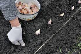 Larger cloves grow into larger bulbs. Garlic Planting Starting Tips
