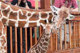 Here is the live webcam of the pen of the famous giraffes oliver & johari's fun animal adventure park in harpursville, a city in the state of new york. April The Giraffe Who Went Viral With 2017 Birth Is Dead