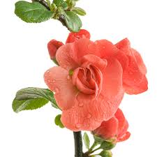 Image result for Chaenomeles