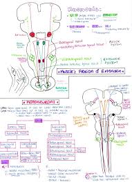 In this lab exercise, you will study the brainstem cranial nerve nuclei and review the blood supply of the brainstem. Smaller Spinal Tracts Medical School Studying Pharmacology Nursing Neurology