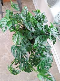 Everything You Need To Know About Monstera Adansonii Care Easy Plants Plants Monstera