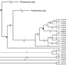 Image result for Polystachya greatrexii