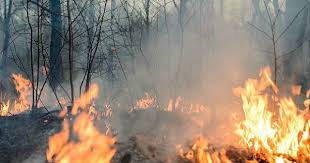 Por eso lo respetamos y lo cuidamos. Que Hacer Durante Y Despues De Un Incendio Forestal Clikisalud Net Fundacion Carlos Slim