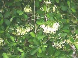 Image result for Rytigynia umbellulata