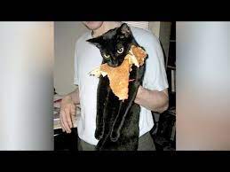 Bet You Havent T Laughed That Hard Before Super Funny Cats Youtube
