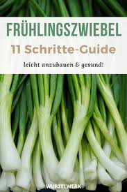 Frühlingszwiebel | fitness motivation und gesunde rezepte zum abnehmen. Fruhlingszwiebeln Pflanzen Anbauen Und Ernten Die Ultimative Anleitung Wurzelwerk