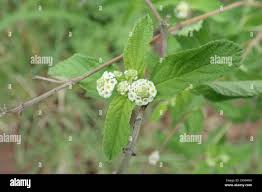 Image result for Lippia javanica
