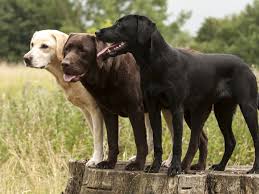 The best collars and leashes for puppies and dogs. 8 Surprising Facts About Labrador Retrievers