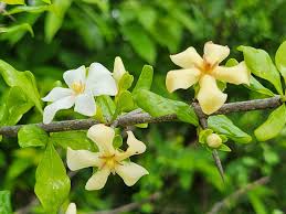 Image result for Catunaregam