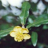 Image result for Ochna