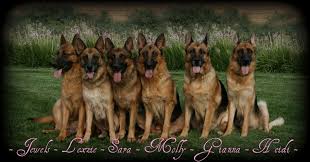 Kreative kennels located in california is a relatively new venture that came about as a result of a present. German Shepherd Puppies For Sale In Southern California Breeder
