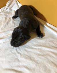 Maybe you would like to learn more about one of these? Great Dane Puppy For Sale Adoption Rescue For Sale In Litchfield New Hampshire Classified Americanlisted Com