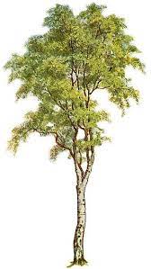 Pin On Trees To Texture