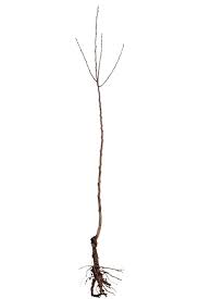 Related to stamina apple tree whips. Bare Root Trees When Should You Plant Them