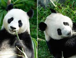 She strutted around next to the pool showing off her long legs and hot body then she pulled the straps in the front to the side and unleashed her gargantuan, amazing tits. River Safari Panda Rise And Shine Programme Honeykids Asia