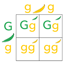 The various possible combinations of their gametes are encapsulated in a tabular format. Punnett Square Wikipedia
