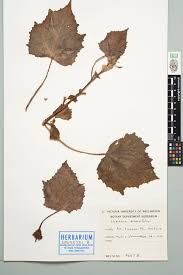 Image result for Hibiscus diversifolius