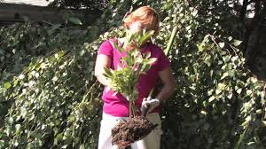 This will make it easier to locate exactly how far the root system extends. Flower Plant Garden Care How To Transplant Peonies Youtube