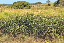 Image result for Ozoroa