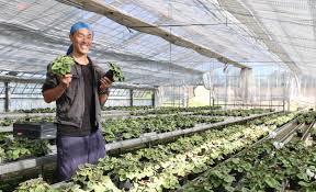 栽培に13か月かかることに驚きも 菰野町の増田園芸でシクラメン植え替え体験 | YOUよっかいち