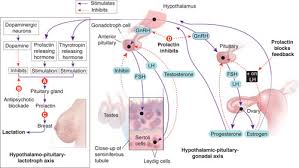 Image result for Hyperprolactinemia