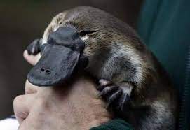 15 Pictures Of Baby Platypuses That Ll Make Your Heart Melt Baby Platypus Cute Baby Animals Platypus