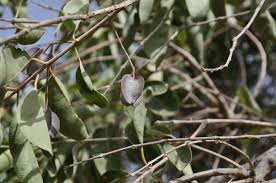 Image result for Combretum collinum