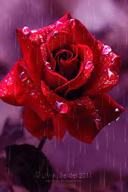 Animated Photo Beautiful Rose Flowers Rose Seeds Beautiful Flowers Pictures
