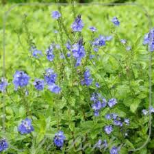 Veronica austriaca 'Shirley Blue'