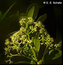 Image result for Loganiaceae