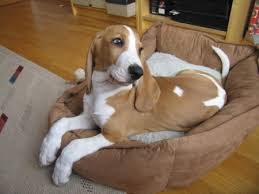 Image result for švycký honič