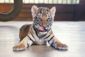 Image result for тигър на дърво бебе