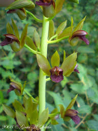 Image result for Eulophia alta