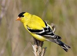 Small Brown Bird With Black And White Wings American Goldfinch Goldfinch Birds Pet Birds