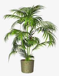 Potted Plant Pot Png Transparent Clipart Image And Psd File For Free Download Photoshop Flowers Plants Potted Trees