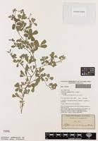 Image result for Tephrosia radicans