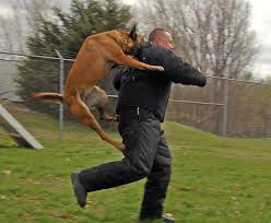 Kit Up Zombie Ops Dogs Vs Zombies Military Com