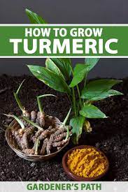 How To Plant And Grow Turmeric Gardener S Path In 2021 Grow Turmeric Growing Vegetables At Home Growing Vegetables
