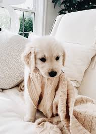 Pin By Keisha Erlita On Creatures Cute Baby Animals Cute Animals Cute Dogs