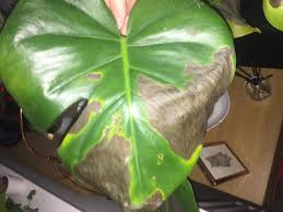 Maybe you would like to learn more about one of these? Monstera Leaves Turning Black Novocom Top
