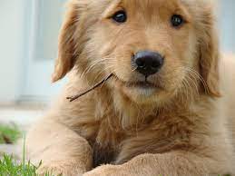 all sizes little dax flickr photo sharing dogs and puppies puppies baby dogs