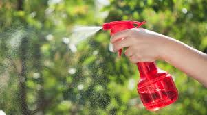 Mosquito dunks may be able to safely kill the mosquito larvae in the pool. How To Get Rid Of Mosquito Larvae In Pools Expert Guide Mosquitofixes