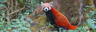 The red panda is the official state animal of sikkim and can be spotted on the treetops at the higher altitudes ranging from 6,000 ft to 12,000 ft. Sikkim Wildlife National Parks Wildlife Sanctuary In Sikkim