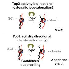 A sister chromatid refers to the identical copies (chromatids) formed by the dna replication of a chromosome, with both copies joined together by a common centromere. Physical Proximity Of Sister Chromatids Promotes Top2 Dependent Intertwining Sciencedirect