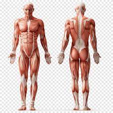 They maintain posture and provide the strength for lifting and pushing. Internal Organs Organ System Human Body Anatomy Tissue Organs Heart Shape Png Pngegg